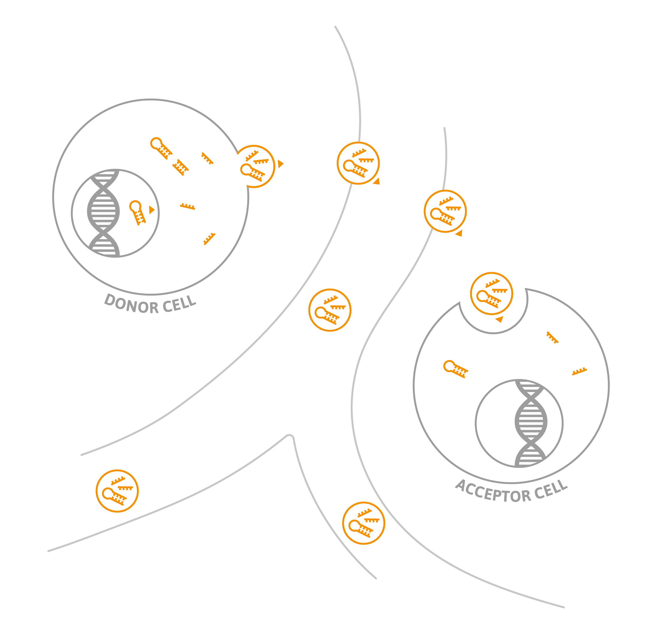 circulating_microRNA_action