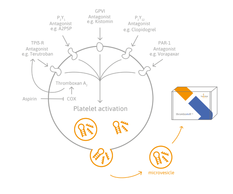 platelet activation Archives Tamirna stability for life