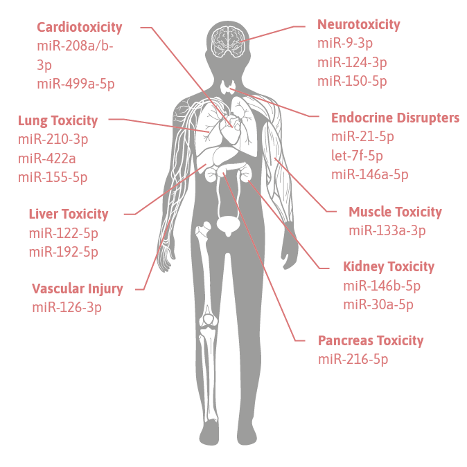 toxomiR – microRNA biomarkers of toxicity microRNA Toxicity Biomarkers