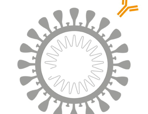 New study using TAmiRNAs SARS-CoV-2 Antibody Test (Lateral Flow Method)