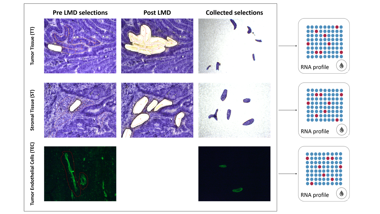 RNA profiling in complex tissues