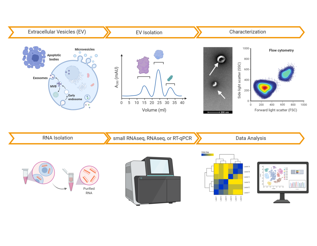 Comprehensive EVs characterization