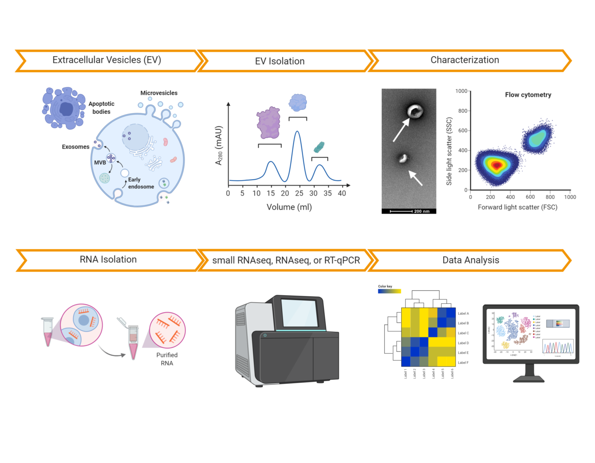 Extracellular Vesicles Characterization Services | TAmiRNA