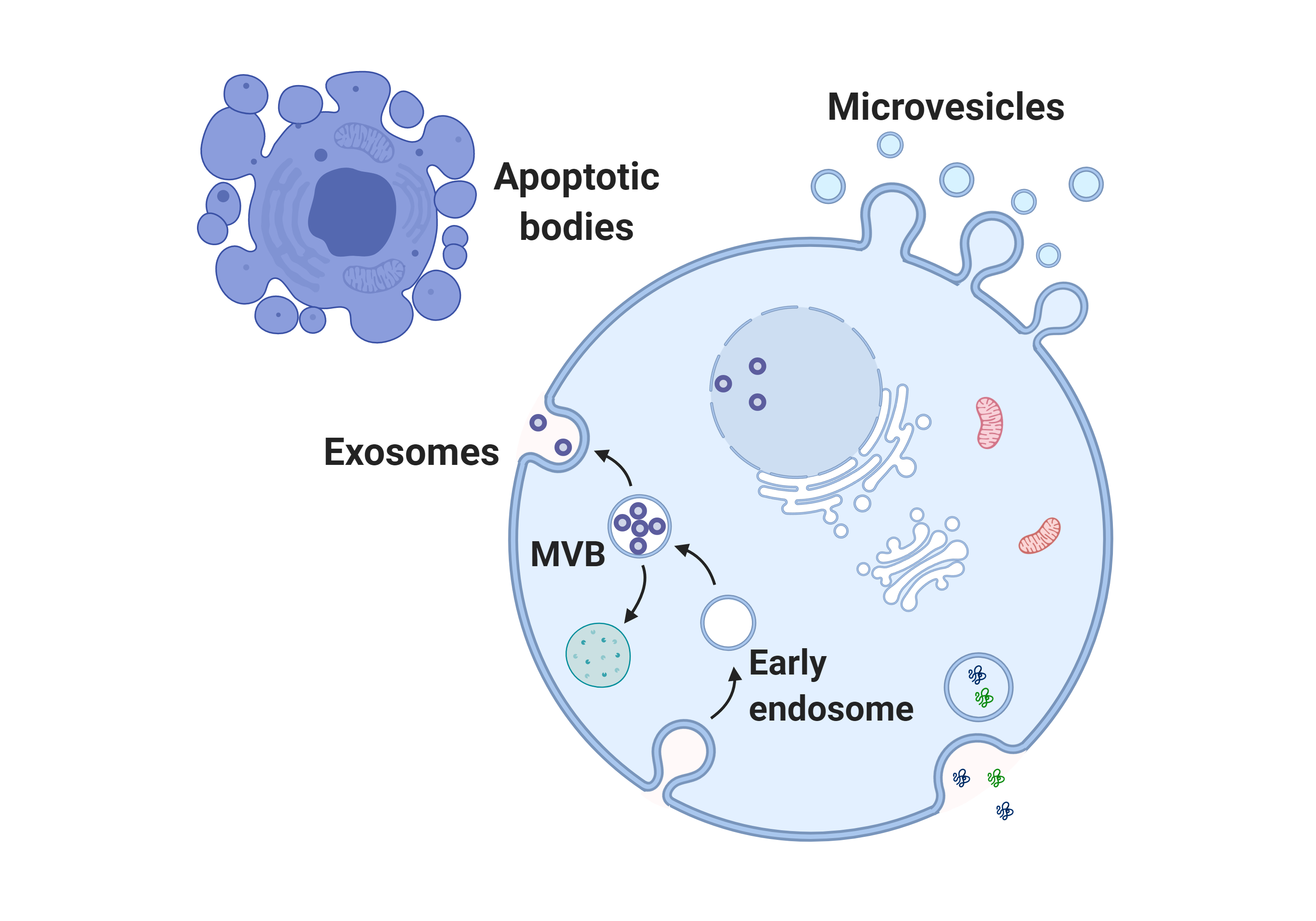 extracellular vesicles (EVs) analysis