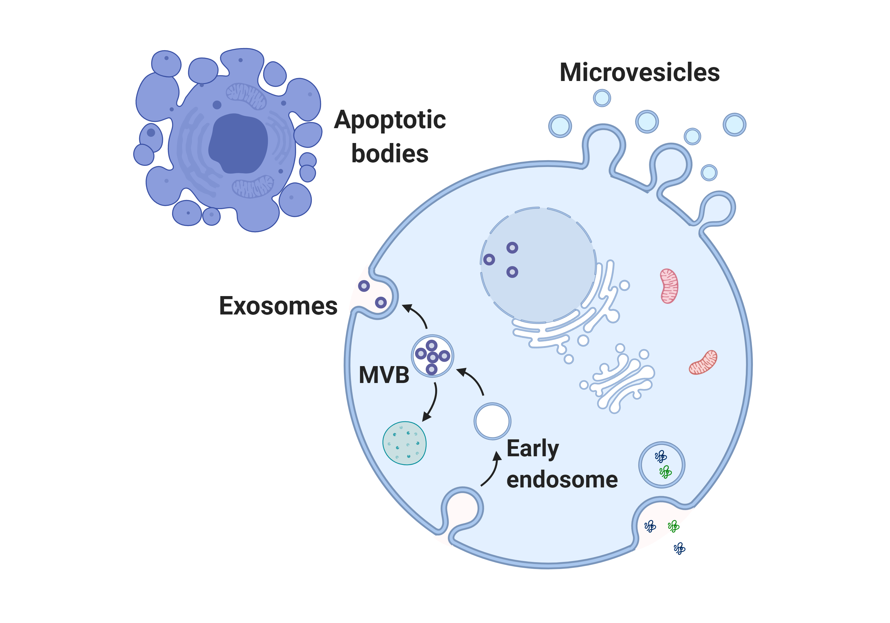 Extracellular vesicles characterization