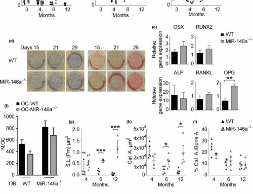 microRNA-146a controls age-related bone loss